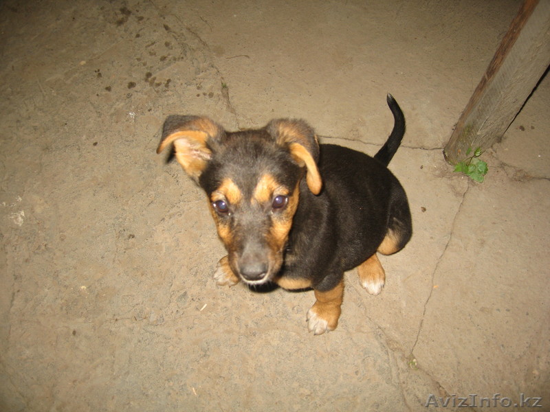 ОТДАМ ЩЕНКА В ДОБРЫЕ РУКИ - Изображение #1, Объявление #295641