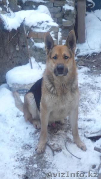 кобель восточно европейской овчарки для вязки - Изображение #1, Объявление #296178