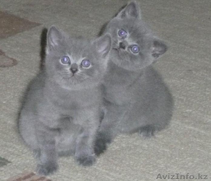 Продам двух британских кошечек (BRI a). - Изображение #1, Объявление #308920