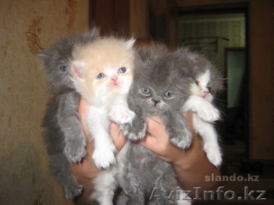 Poroda -persidskie - Изображение #1, Объявление #284411