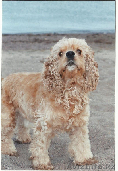 Ищу сучку для вязки. (Американский кокер спаниель) - Изображение #1, Объявление #280666