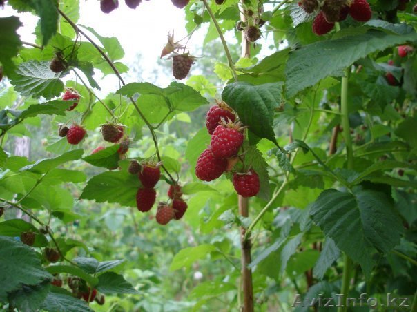 продам дачу 59000 $ район коклайсай - Изображение #1, Объявление #330040