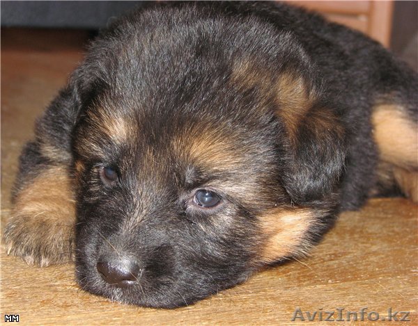 Красивеньких щеночков немецкой овчарки - Изображение #1, Объявление #325619