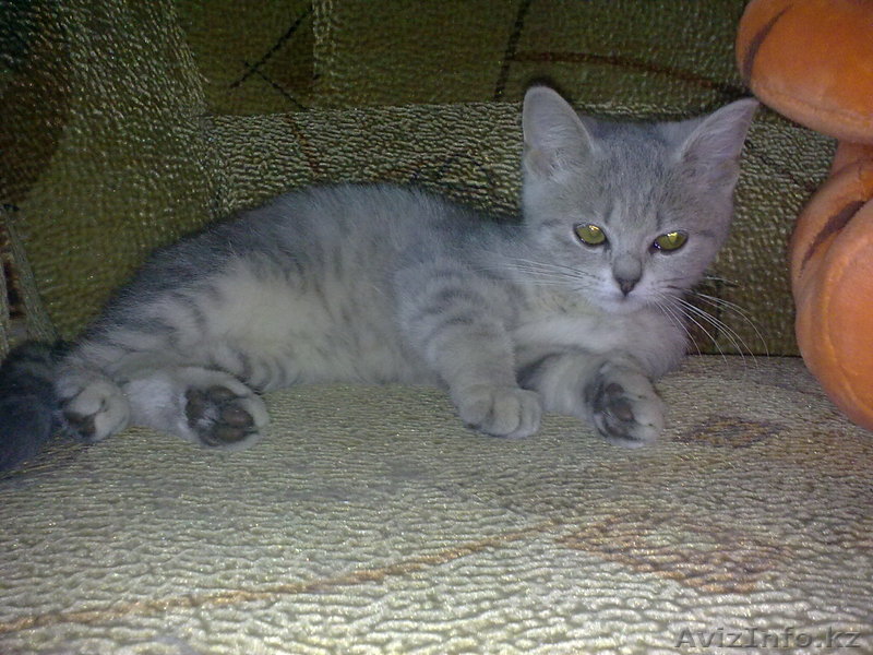 Шотландские котята - Изображение #1, Объявление #336489