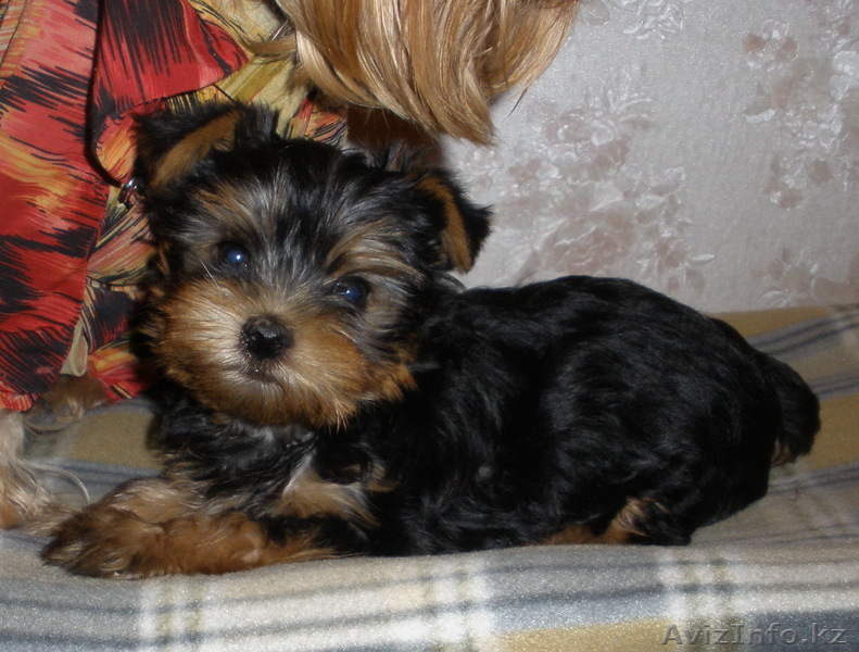 щенки йоркширского терьера с родословной  - Изображение #1, Объявление #327561