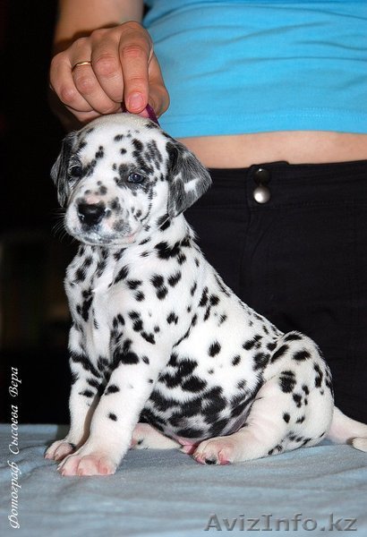 щенки породы Далматин - Изображение #1, Объявление #310463