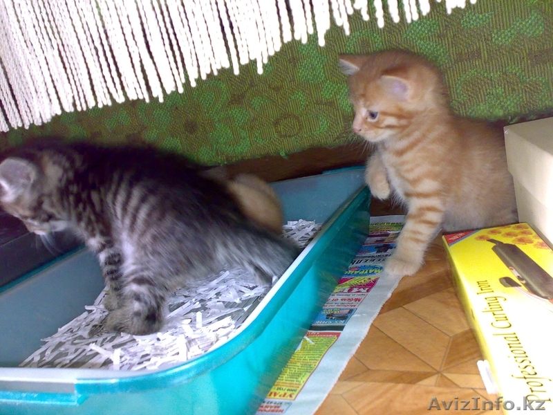 ОТДАМ КОТЯТ В ХОРОШИЕ РУКИ!!!! тел. 327-55-35 сот. 777-520-3727 - Изображение #1, Объявление #333131