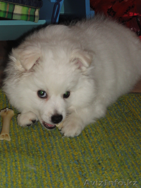 продам щенков белого немецкого шпица - Изображение #1, Объявление #335111