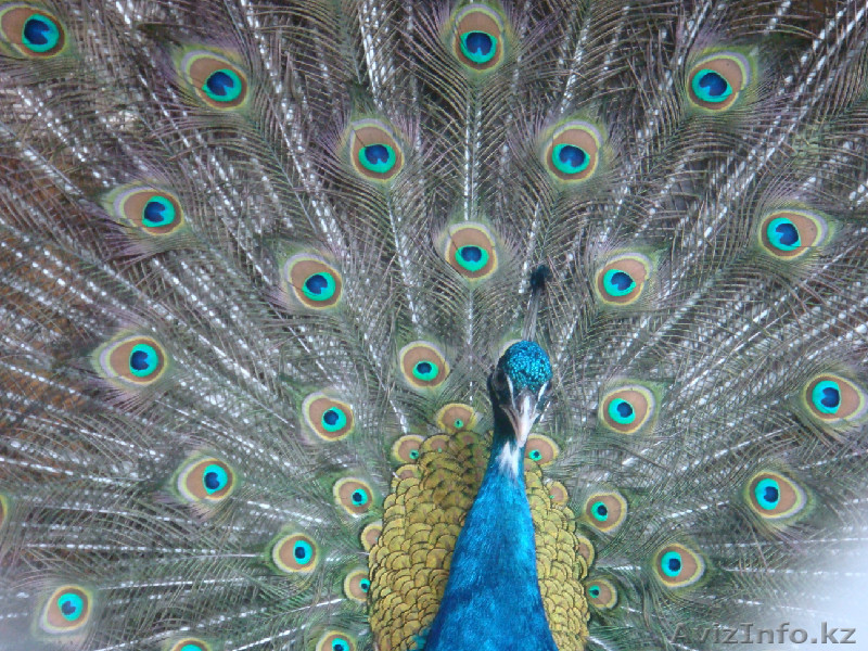 ИНДИЙСКИЕ ПАВЛИНЫ - Изображение #1, Объявление #333799