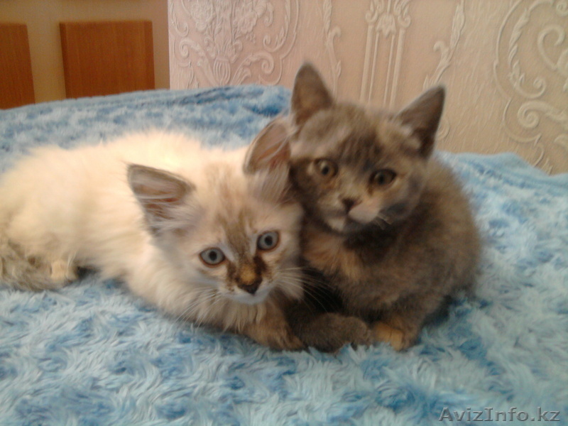 отдам кошечек в хорошие руки - Изображение #1, Объявление #311986