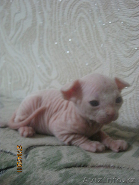 Продам котика канадского сфинкса - Изображение #1, Объявление #332579