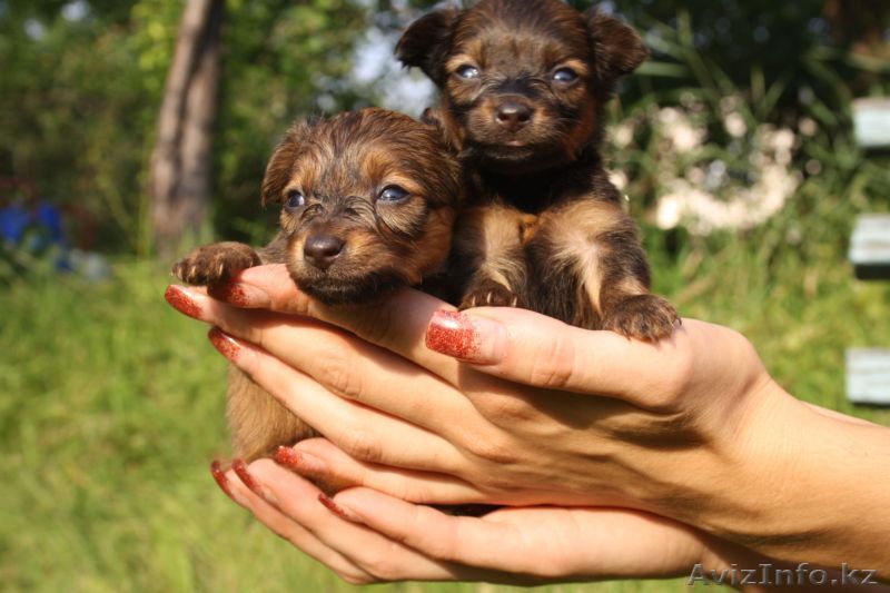 продам щенков русского той-терьера. - Изображение #1, Объявление #332643