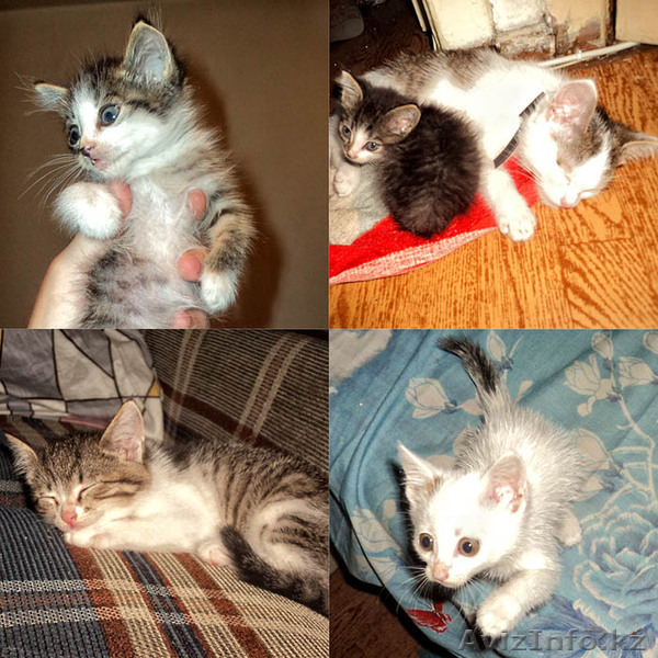 Отдадим котят от кошки-крысоловки. - Изображение #1, Объявление #320089