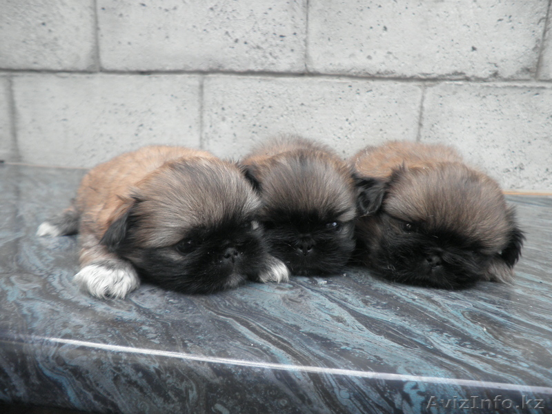 C родословной шенки пекинеса - Изображение #1, Объявление #331650