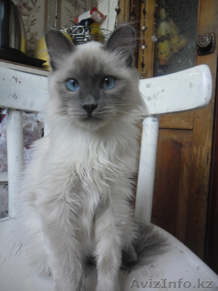 Отдам бирманского котёнка. - Изображение #1, Объявление #336855