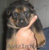 щенят, продам породы немецкой овчарки  - Изображение #1, Объявление #318265
