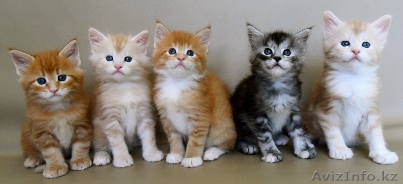      Питомник Мейн-кунов KIRBEAUTYCOON  - Изображение #1, Объявление #312675