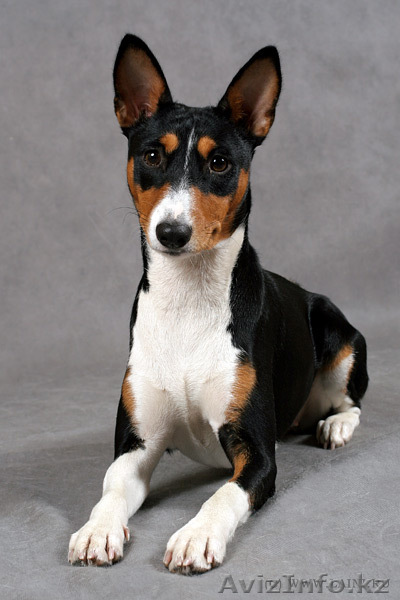 куплю щенка породы БАСЕНДЖИ - Изображение #1, Объявление #355540