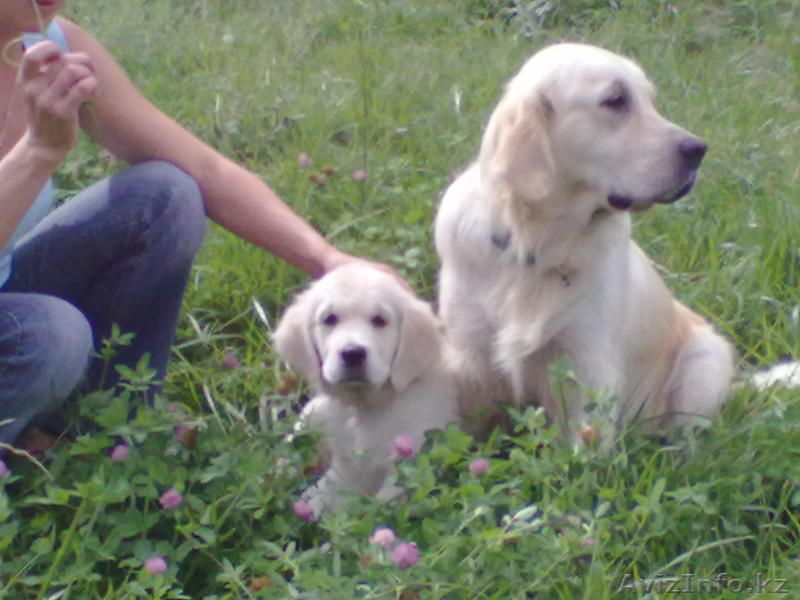щенков Голден ретривера - Изображение #1, Объявление #349186