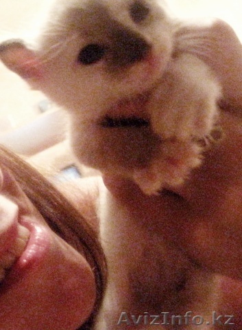 Отдам котят в хорошие руки. БЕСПЛАТНО  - Изображение #1, Объявление #350637