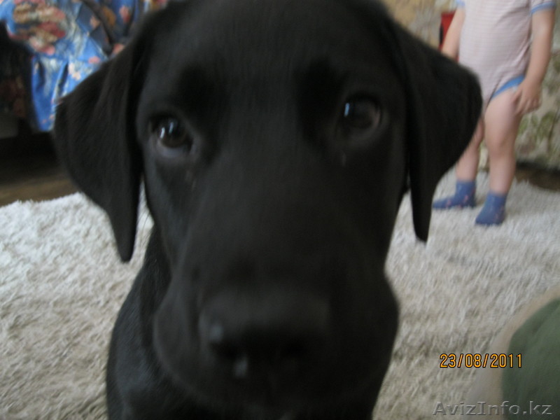 Продам умного щенка лабрадора с хорошей родословной ,привит. Черного окраса  4ме - Изображение #1, Объявление #364084