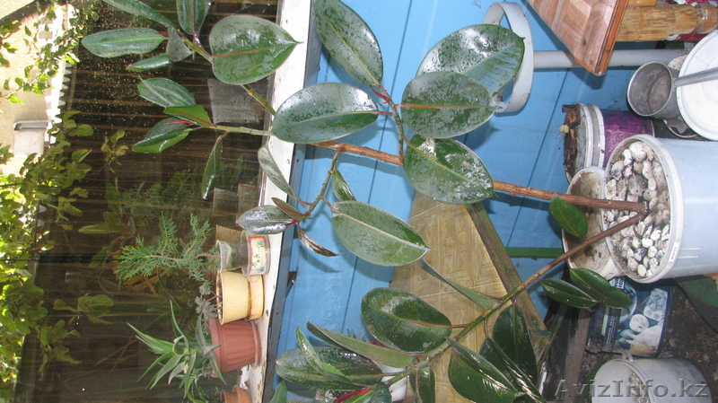 Фикус каучуконосный - Изображение #1, Объявление #362791