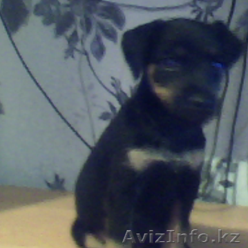 Продам  собаку Ягд тетьер  - Изображение #1, Объявление #348819