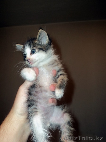 Отдам милейшего котенка в хорошие руки - Изображение #1, Объявление #339808