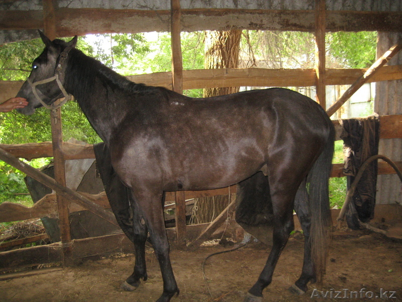 продажа жеребца - Изображение #1, Объявление #370518
