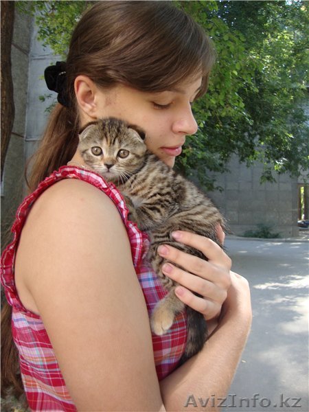 Шотландская вислоухая девочка 35000 - Изображение #1, Объявление #381038