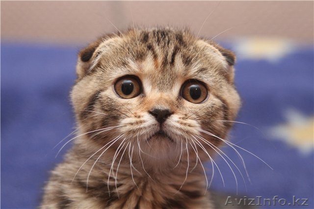 Шотландская вислоухая девочка - Изображение #1, Объявление #389753