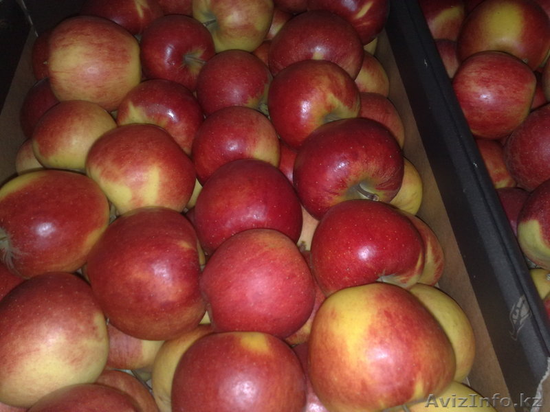 Польские яблоки урожая 2011 - Изображение #1, Объявление #393698
