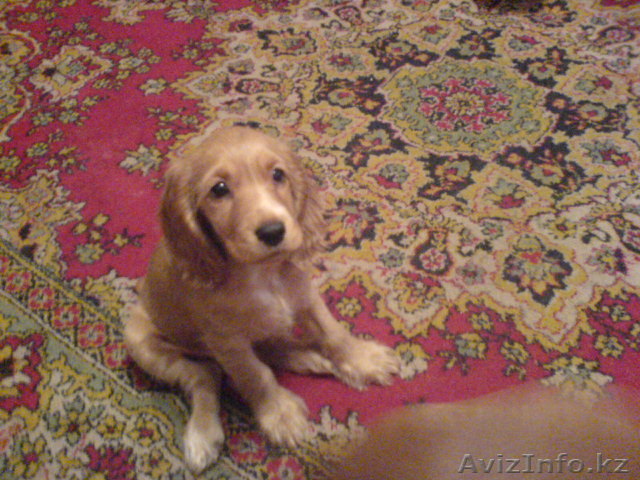 продам щенков английского кокер спаниеля с родословной - Изображение #1, Объявление #378569