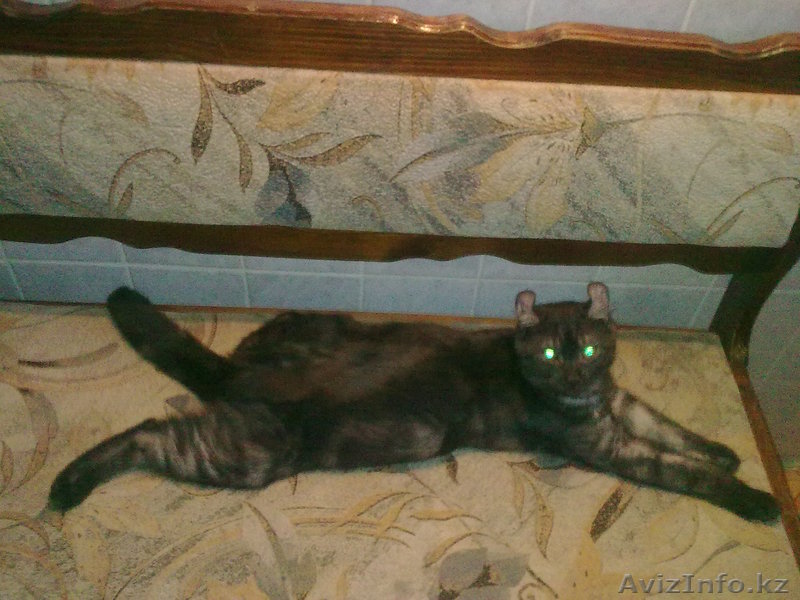 Американский Серый Керл потерялся!!! - Изображение #1, Объявление #374520