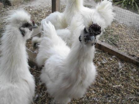 Петушки китайские шелковые - Изображение #1, Объявление #392799