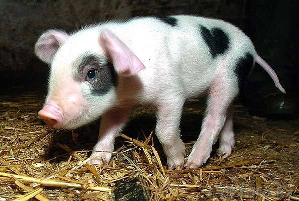 Продам молочных поросят. - Изображение #1, Объявление #371433