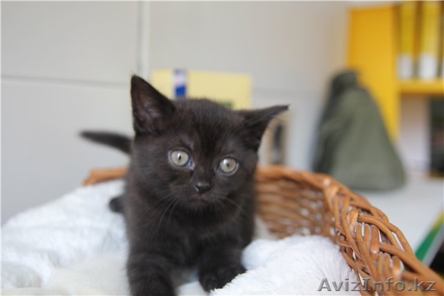 Британские короткошерстные котята - Изображение #1, Объявление #406857