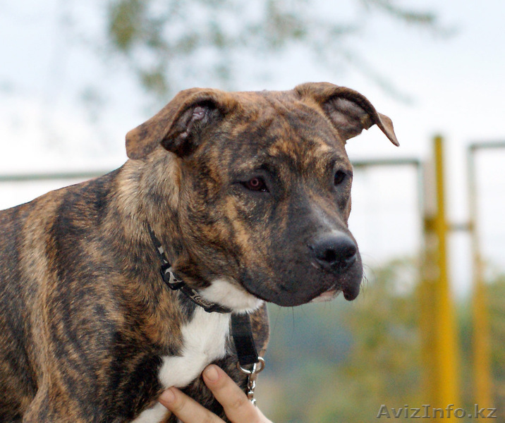 Американского стаффордширского терьера - Изображение #1, Объявление #406343