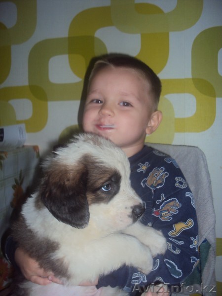 Продам щенков Московской Сторожевой Овчарки в Алматы - Изображение #1, Объявление #405777