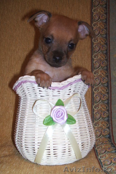 Продам щенков русского той-терьера! - Изображение #1, Объявление #406684