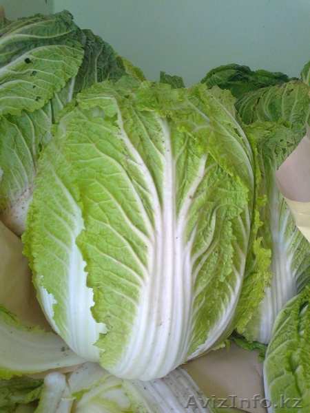Китайская капуста (Басай) - Изображение #1, Объявление #412867
