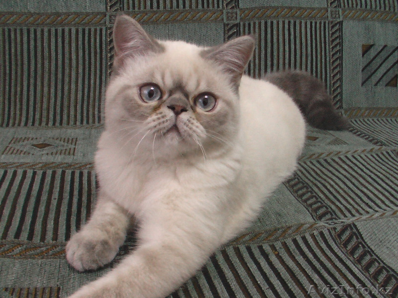 ВЯЗКА ЭКЗОТИЧЕСКОГО КОТА - Изображение #1, Объявление #421837