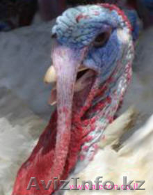 Создание высоко-технологичного птицеводческого комплекса - Изображение #1, Объявление #420314