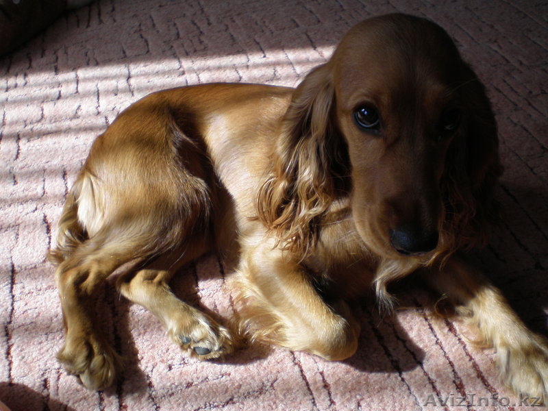 Продам английского кокер спаниеля - Изображение #1, Объявление #421741