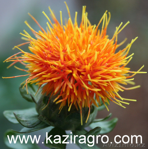 Сафлоровое масло - Изображение #1, Объявление #156058