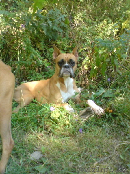 Семья примет в дар Боксёрчика .мальчика. - Изображение #1, Объявление #437712