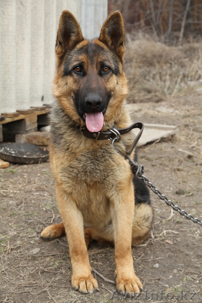 Продам Породистую Немецкую овчарку  - Изображение #1, Объявление #433962