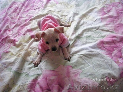  Милый щеночек Тойки - Изображение #1, Объявление #453528