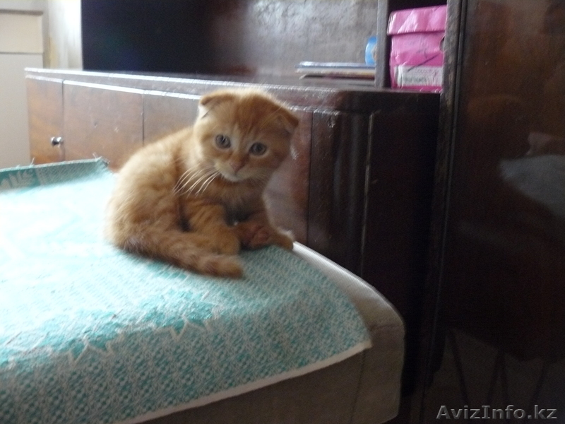 ШОТЛАНДСКИЕ ВИСЛОУШКИ КОТЯТА - Изображение #1, Объявление #446685