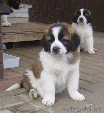 Московская сторожевая, щенки - Изображение #1, Объявление #432403